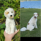 Personalized Crochet Pet with Photo Card