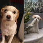 Personalized Needle Felted Dog Ornament with Name - Handmade Pet Keepsake for Dog Lovers